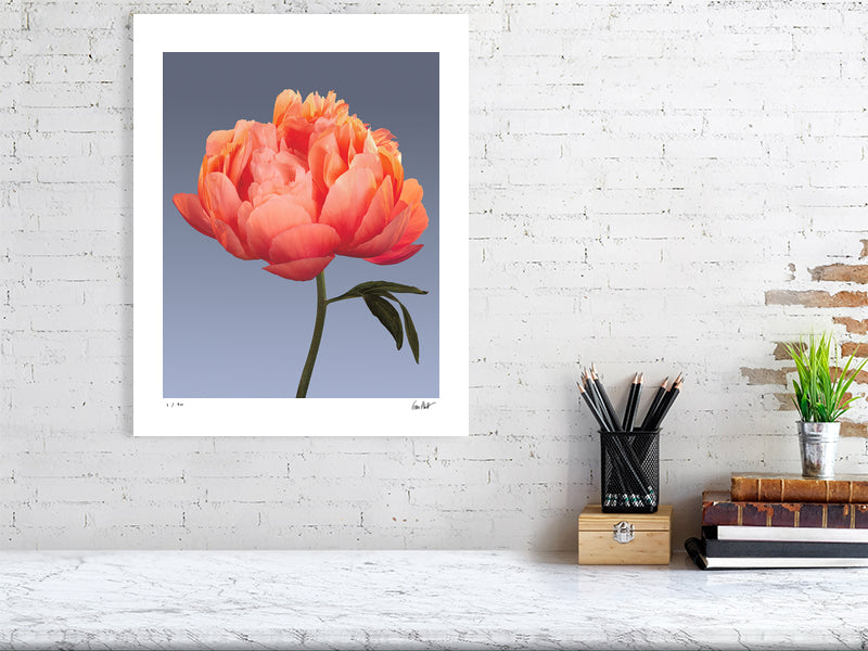 Coral peony by Tim Platt Fine Art Photography