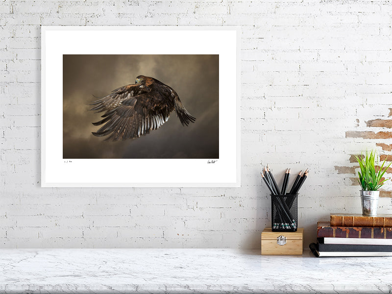 A Golden Eagle in mid-flight against a dramatic sky by photographer Tim Platt available online from Tim Platt Fine Art Photography Prints