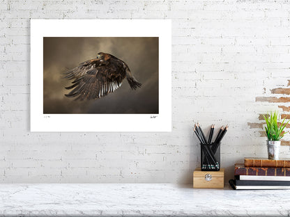 A Golden Eagle in mid-flight against a dramatic sky by photographer Tim Platt available online from Tim Platt Fine Art Photography Prints