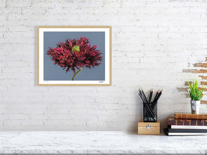 Black swan poppy by fine art photographer Tim Platt available from Tim Platt Fine Art Photography Prints