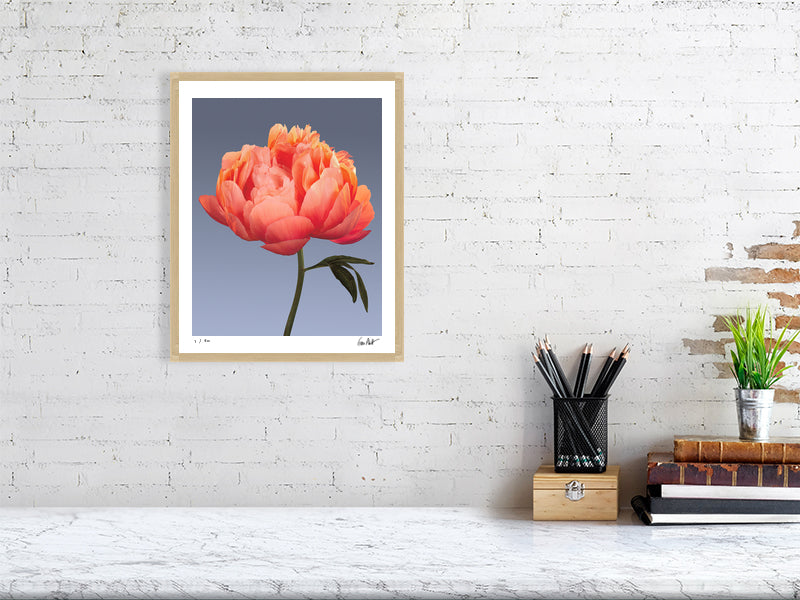 Coral peony by Tim Platt Fine Art Photography