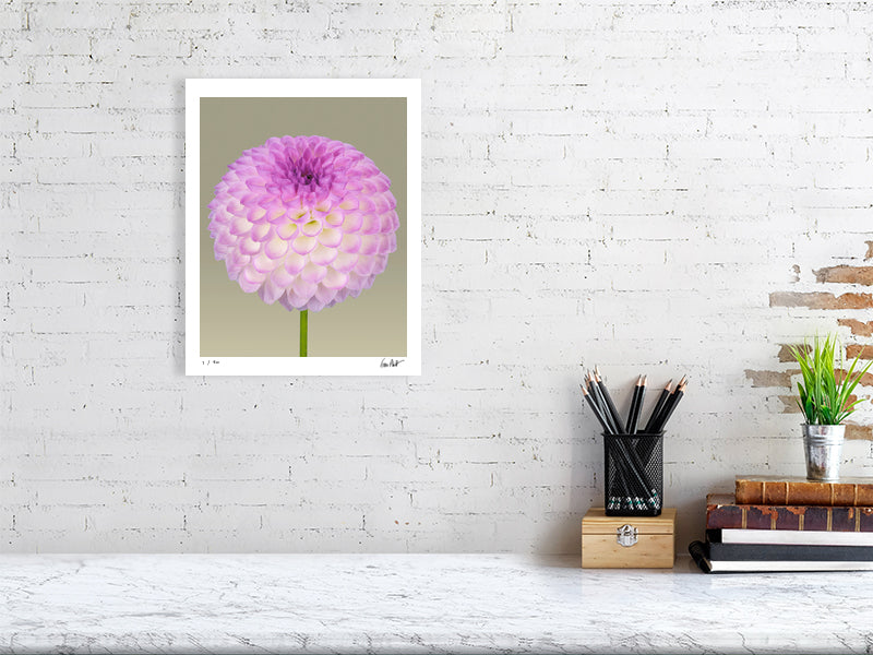 Ball dahlia #1 by Tim Platt Fine Art Photography