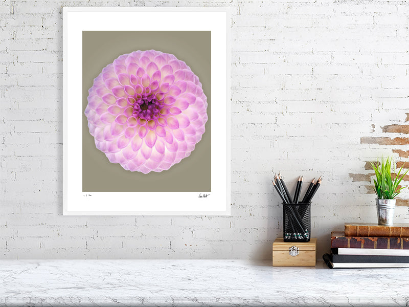 Ball dahlia #2 by Tim Platt Fine Art Photography