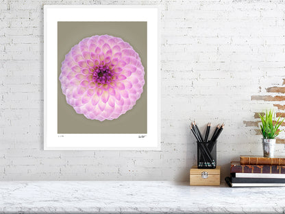 Ball dahlia #2 by Tim Platt Fine Art Photography