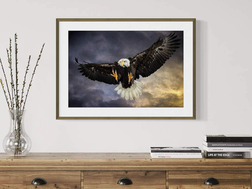 Bald Eagle hunting
