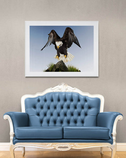 Bald eagle landing