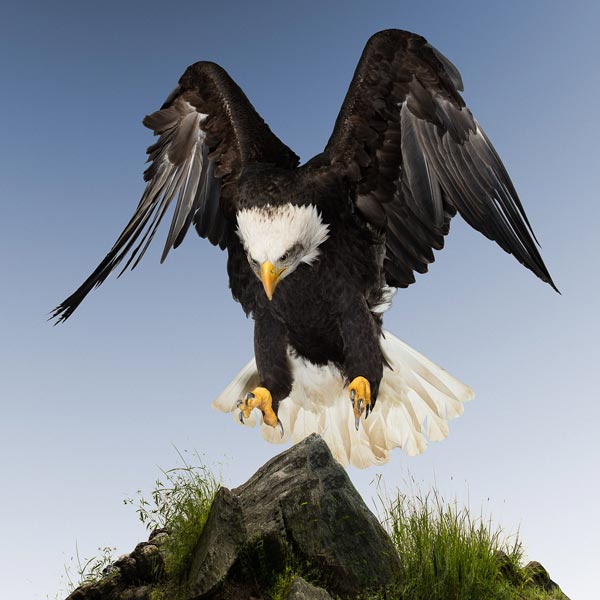 Fine art photography print of a Bald Eagle landing on a rock by animal photographer Tim Platt