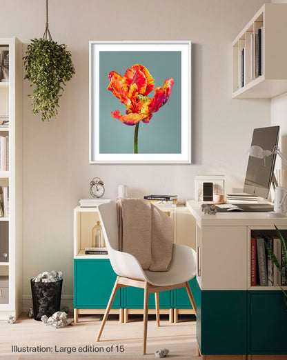 Tulipe perroquet flamboyante