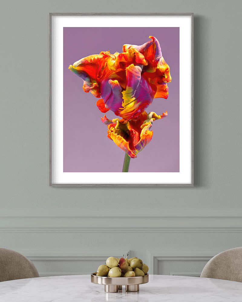 Rainbow parrot tulip