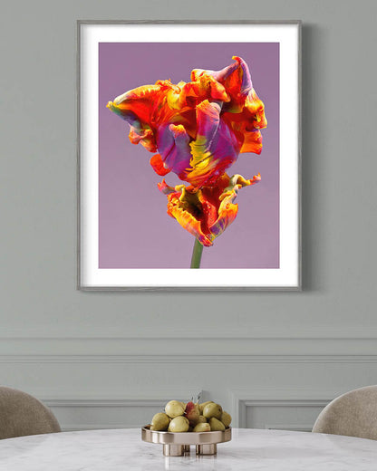 Rainbow parrot tulip