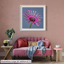 Load image into Gallery viewer, Whirlygig Cape daisy
