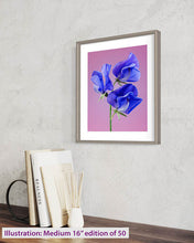 Load image into Gallery viewer, Sweet pea
