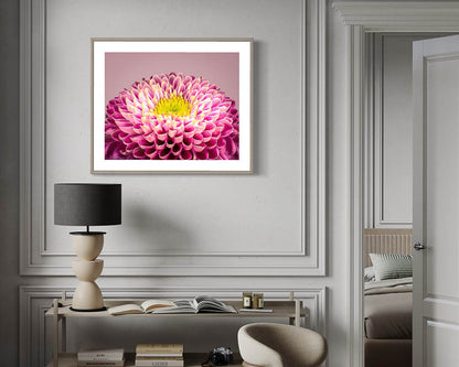 Chrysanthemum
