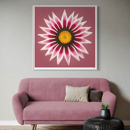 Gazania