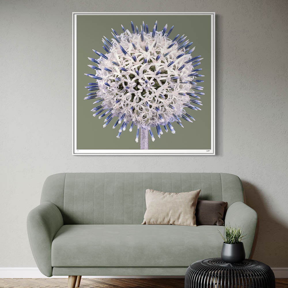 Globe Thistle