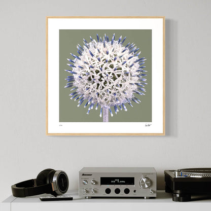 Globe Thistle