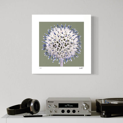 Globe Thistle