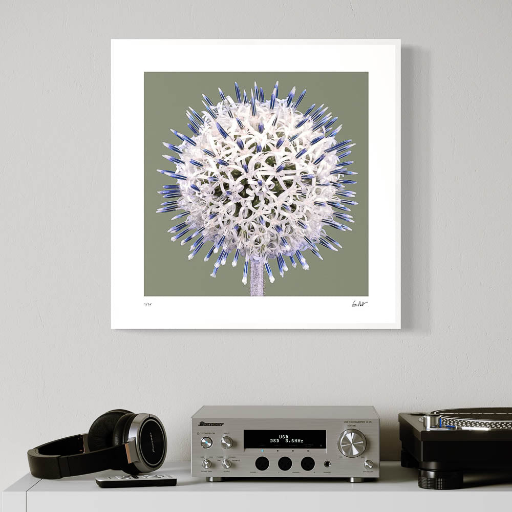 Globe Thistle