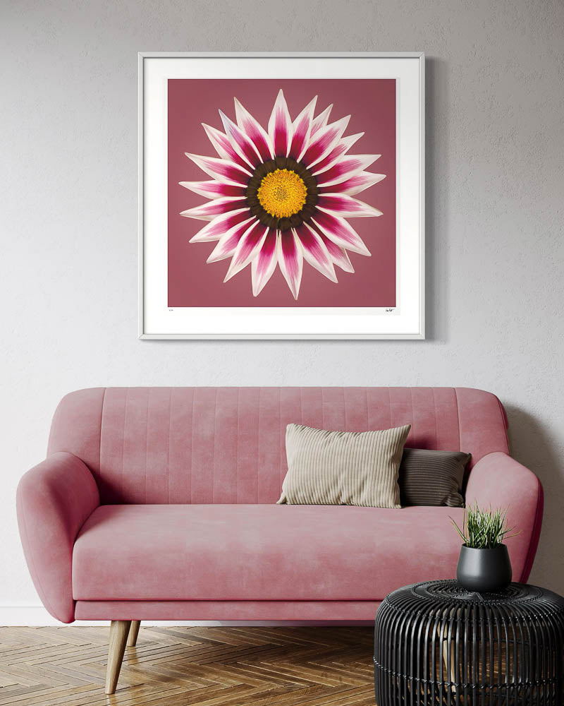 Gazania