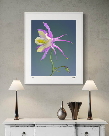 Columbine #1