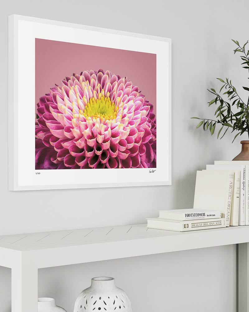 Chrysanthemum