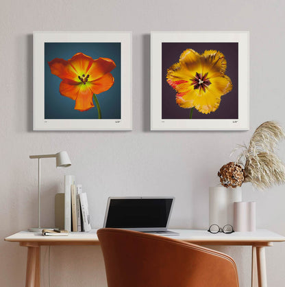 Daydream tulip