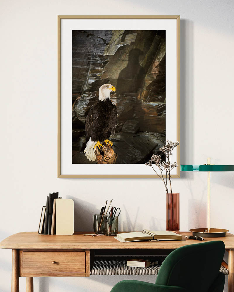 Sitzender Weißkopfseeadler