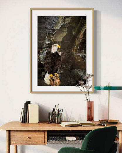 Sitzender Weißkopfseeadler