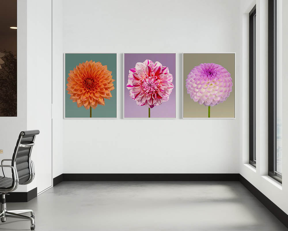 Painted Lady dahlia