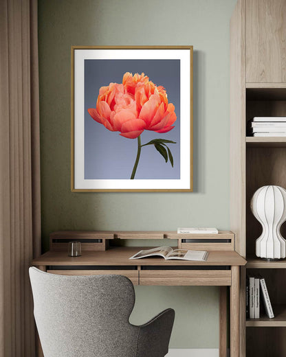 Pivoine corail
