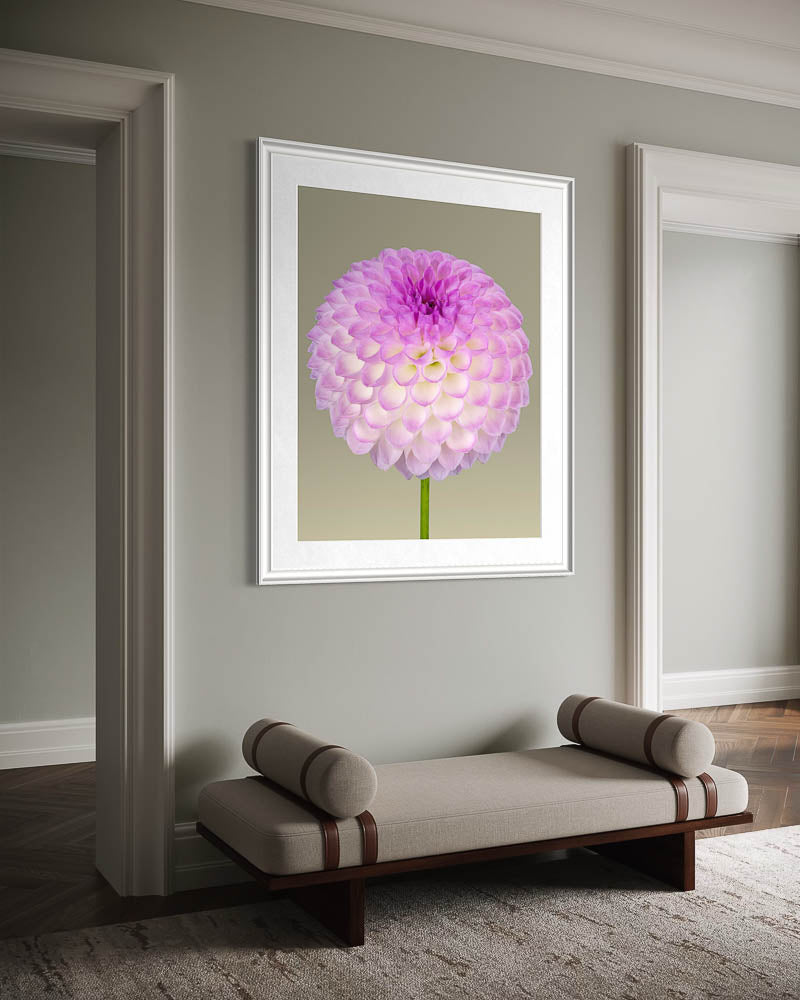 Dahlia boule #1