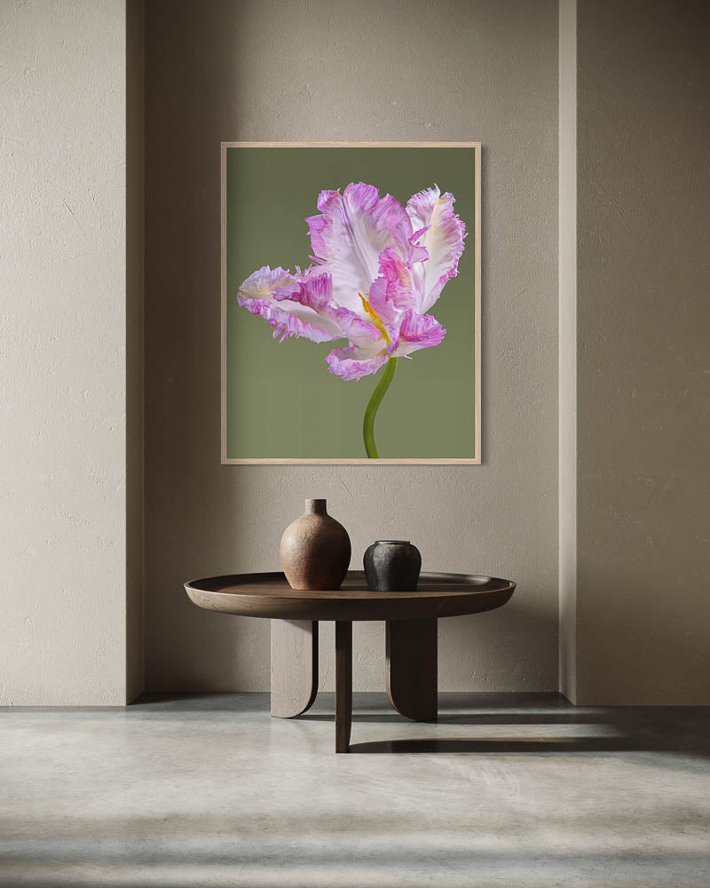 Tulipe perroquet rose