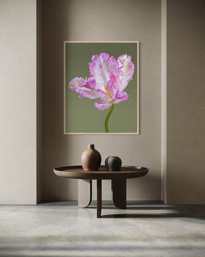 Tulipe perroquet rose