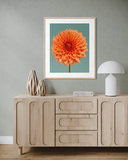 Dahlia orange