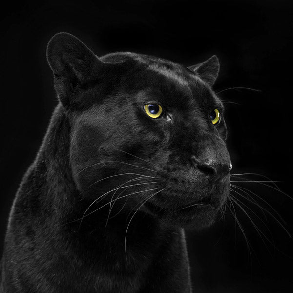 Portrait photo of a black leopard by animal photographer Tim Platt