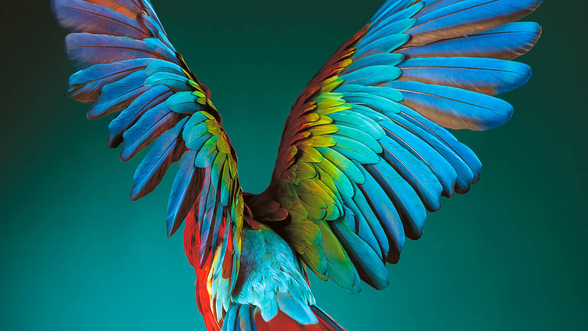 Buy limited edition fine art photography of flowers, animals and birds ...
