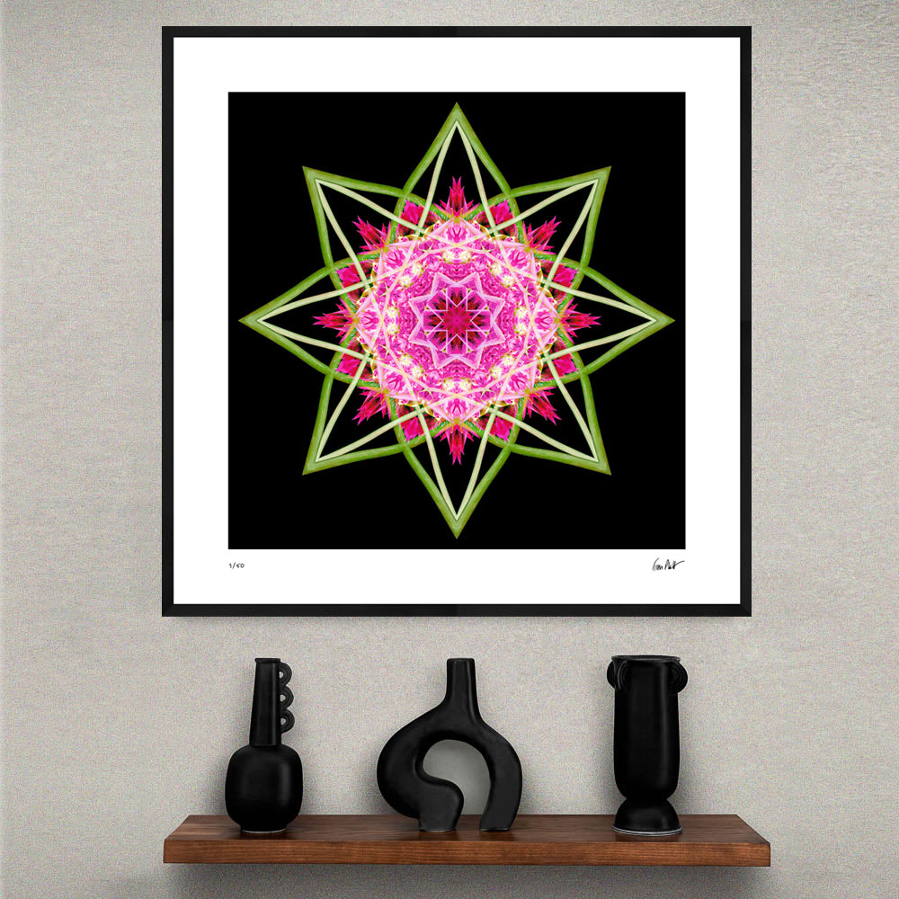 Pink dahlia