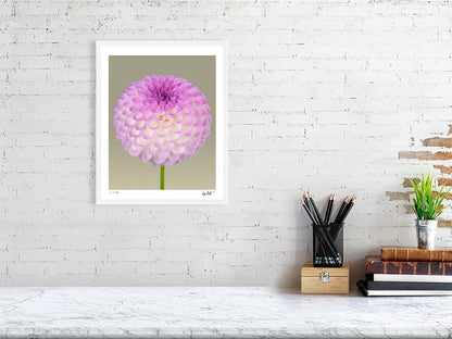 Ball dahlia #1 by Tim Platt Fine Art Photography