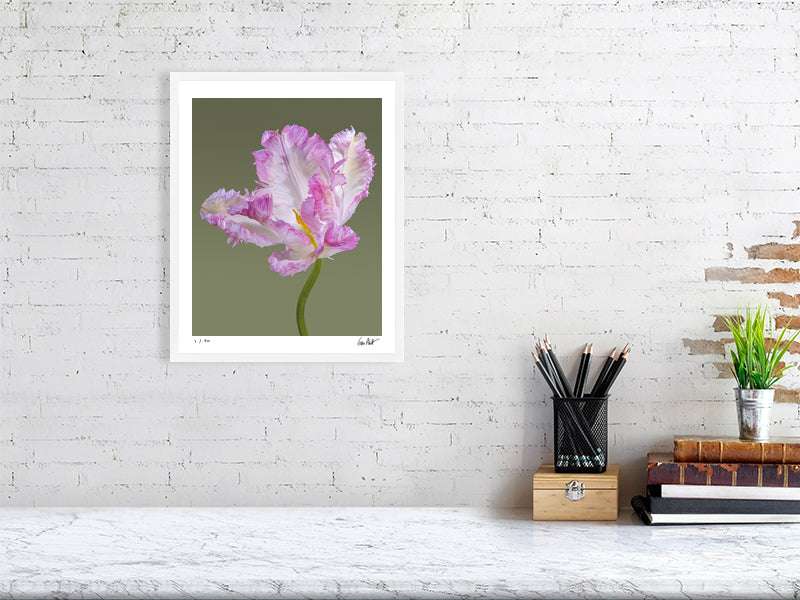 Pink parrot tulip by Tim Platt Fine Art Photography
