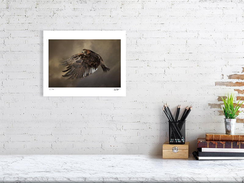 A Golden Eagle in mid-flight against a dramatic sky by photographer Tim Platt available online from Tim Platt Fine Art Photography Prints