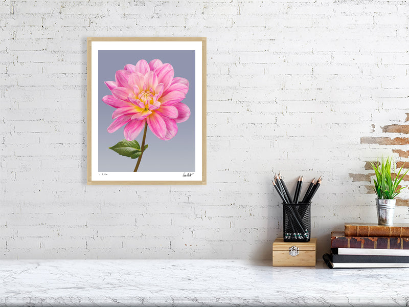 Pink dahlia by Tim Platt Fine Art Photography