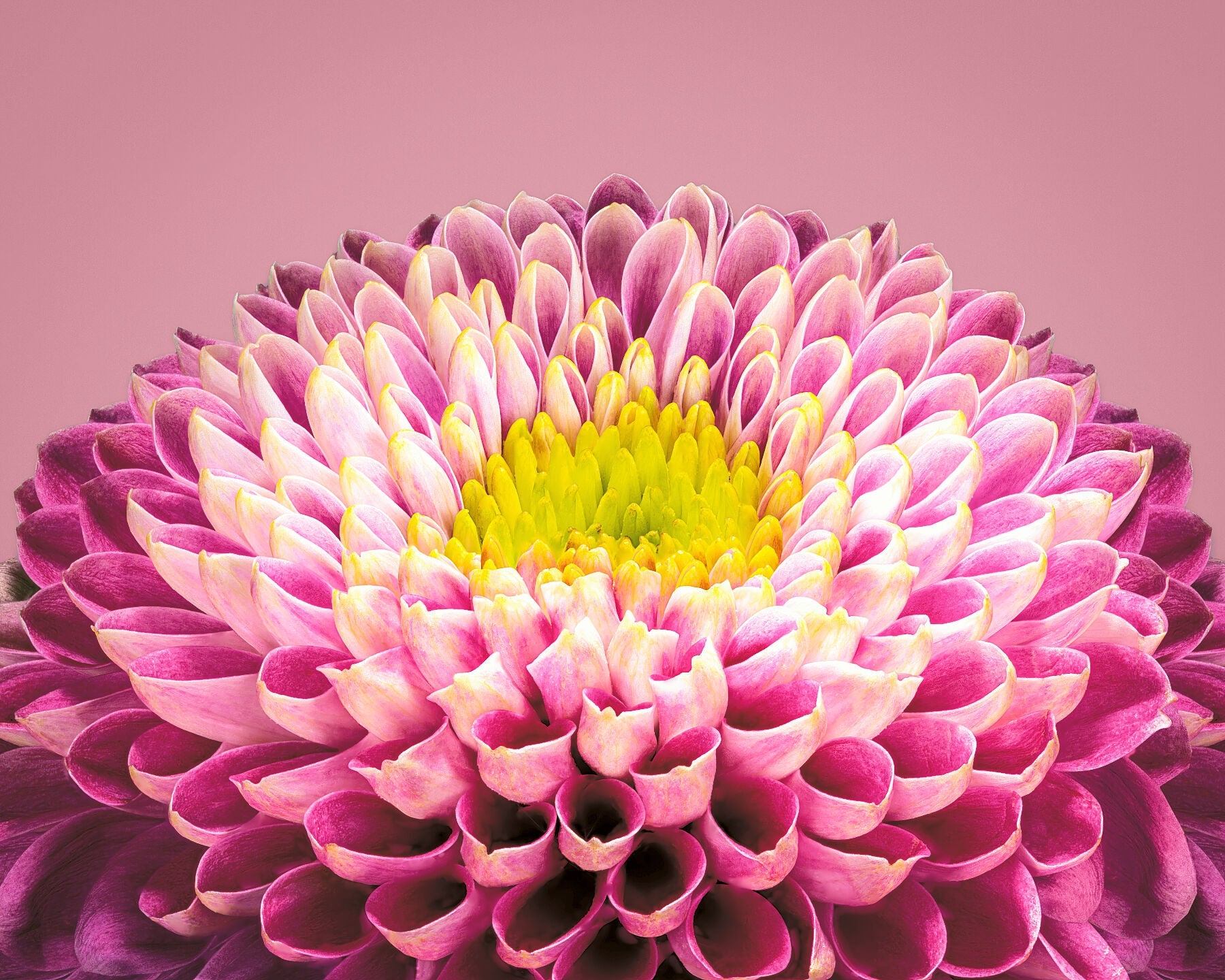 Pink and yellow Chrysanthemum flower by fine art photographer Tim Platt available from Tim Platt Fine Art Photography Prints