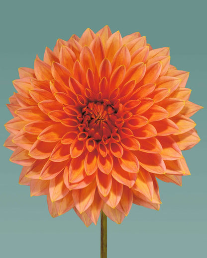 Orange dahlia by Tim Platt Fine Art Photography