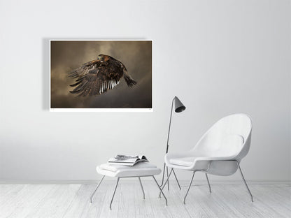 A Golden Eagle in mid-flight against a dramatic sky by photographer Tim Platt available online from Tim Platt Fine Art Photography Prints