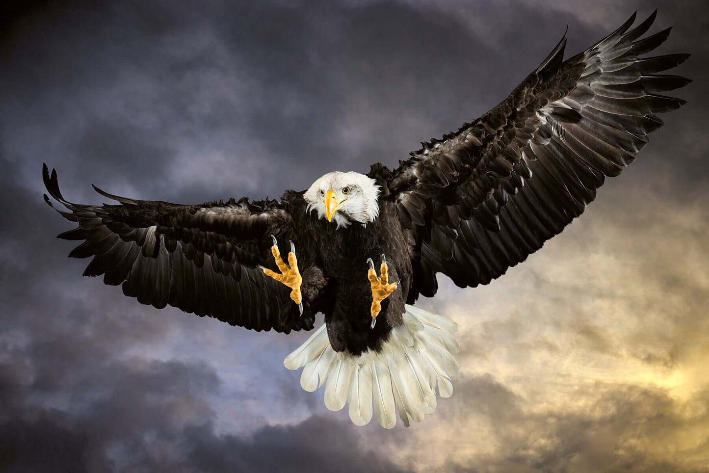 A Bald Eagle swoops in mid-flight against a dramatic sky by photographer Tim Platt available online from Tim Platt Fine Art Photography Prints