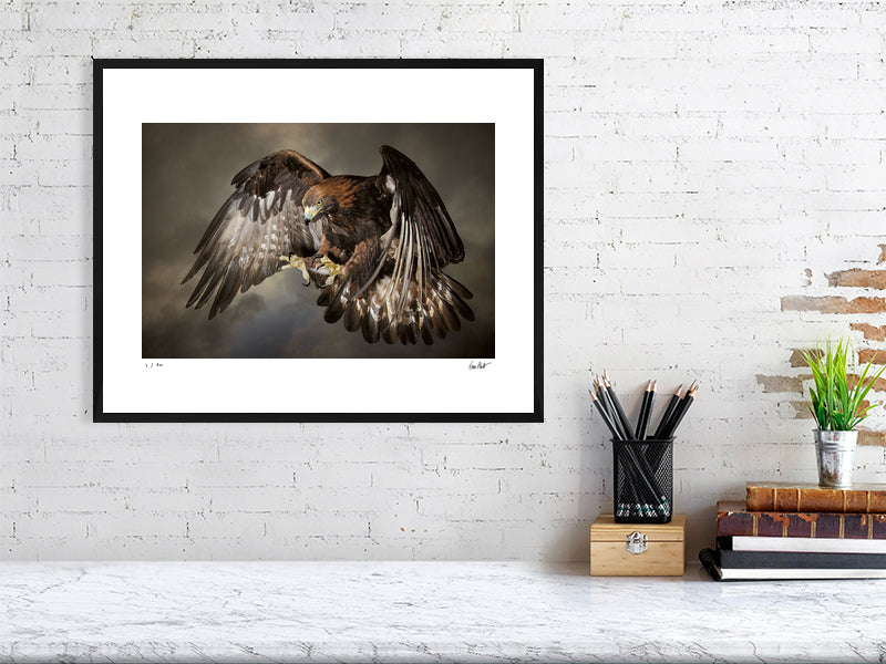 A Golden Eagle in swooping against a dramatic sky by photographer Tim Platt available online from Tim Platt Fine Art Photography Prints