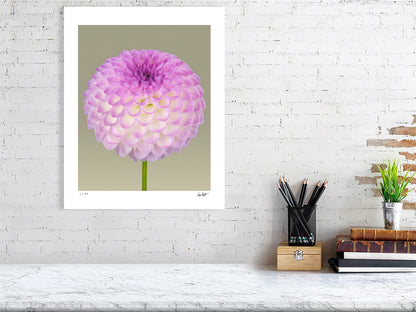 Ball dahlia #1 by Tim Platt Fine Art Photography