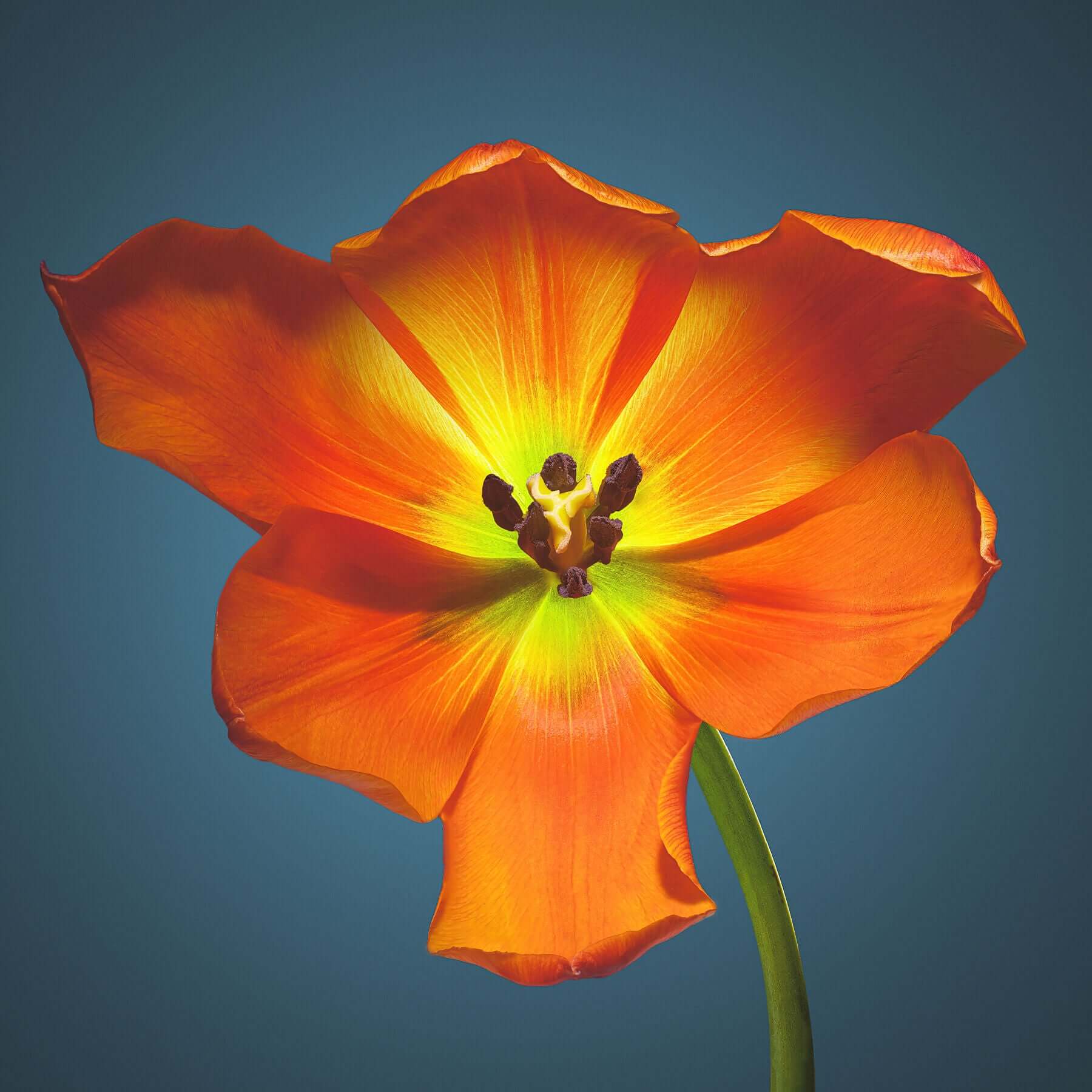 A bright orange Daydream tulip by by macro flower photographer Tim Platt available online from Tim Platt Fine Art Photography Prints