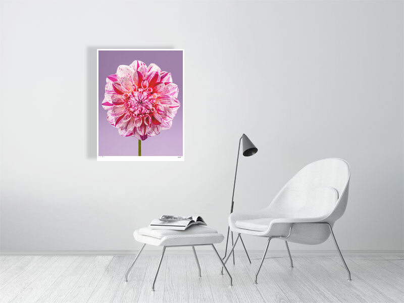 Painted Lady dahlia by Tim Platt Fine Art Photography