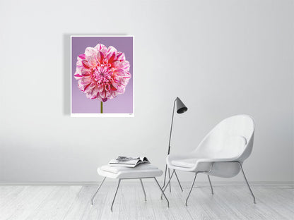 Painted Lady dahlia by Tim Platt Fine Art Photography